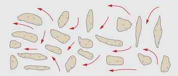 Fig. 2. Proppant deposition inside the hydraulic fracture Fig. 2. Proppant deposition inside the hydraulic fracture