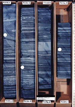 Fig. 2. Slabbed Eagle Ford core from the Robinson-Troell #1 well. Yard-stick to the far right shows the scale. Fig. 2. Slabbed Eagle Ford core from the Robinson-Troell #1 well. Yard-stick to the far right shows the scale.
