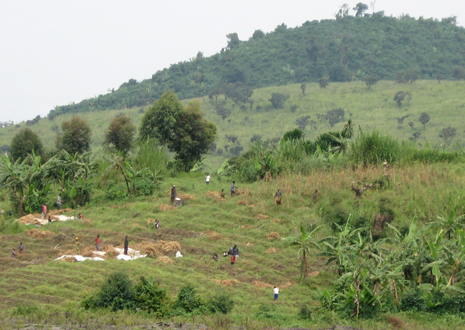 In much of Africa, low-income people cultivate the land by hoe.  Working through a local NGO, a resource company might make a pair of oxen available to the community, and for a very small outlay by the company, the community’s people can more than double the land they cultivate. Image by Carl Friesen.
