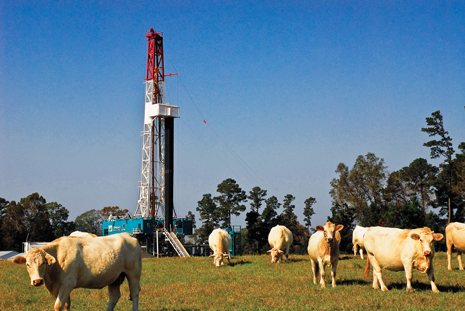 Cattle graze on a meadow overlooking a downgrade where the Trinidad 123 rig drills a Haynesville shale well for Encana in October 2009. Photo by Dale Shank, courtesy of Newpark Drilling Fluids.
