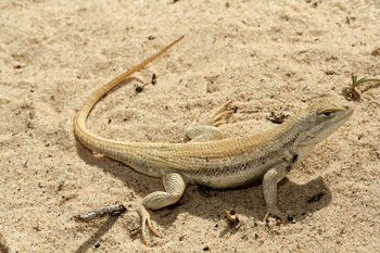 Fig. 4. A decision to keep the Dunes Sagebrush Lizard off the endangered species list means oil and gas operations in the Texas and New Mexico Permian Basin can continue increasing. Photo courtesy of U.S. Fish and Wildlife Service. Photographer: Mike Hill.