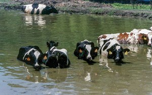 Fig. 1. Flatulent cows have been a target of over-zealous EPA and other federal environmental efforts for a number of years. Image: U.S. Department of Agriculture.