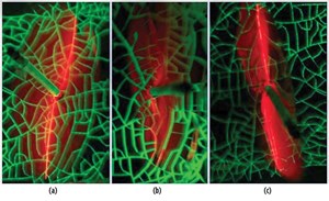 Fig. 2. Hydraulic fractures (red) produced in analogue samples with pre-existing fracture networks (green): (a) Fracturing of the “standard” height reservoir model resulted in fracture propagation within the intact matrix; (b) Fracturing of the “tall” reservoir model resulted in fracture propagation that followed the pre-existing fracture; and (c) Fracturing of the “standard” reservoir model at high injection rate or with low-viscosity fluid resulted in induced hydraulic fractures that were not affected.