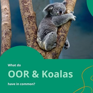 Fig. 1. The Australian koala (Phascolarctos cinereus), the inspiration behind Organic Oil Recovery.
