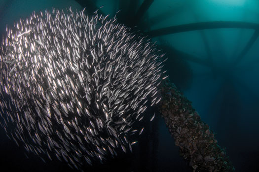 Fig. 2. School of sardines on an offshore oil platform off the coast of Long Beach, Calif. Image: Caine Delacy.