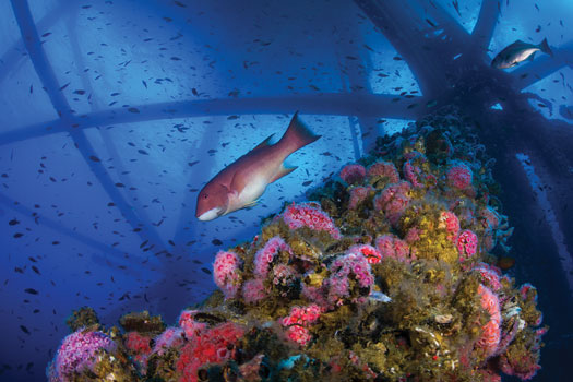 Fig. 7. A California sheephead swims around one of the state’s offshore oil platforms off the coast of Long Beach. Image: Joe Platko.