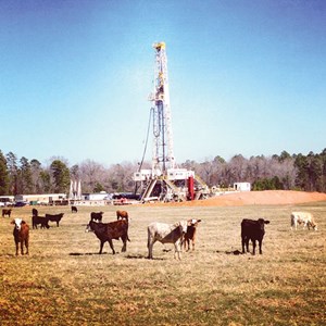 Fig. 2. Cattle pay little mind to a rig at work on an East Texas location of privately held Tanos Exploration. The Bossier shale is among the company’s targets within its East Texas and North Louisiana leasehold. Image: Tanos Exploration LLC.