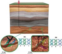 Fig. 1. Subsurface DNA originates from microbes that live in the fracture networks and pore space of rocks. These DNA markers capture stratigraphy and lateral heterogeneity at a higher resolution than current methods applied to the subsurface.