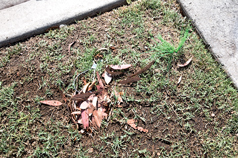 Fig. 1. A buried ARU node is shown, mostly obscured by leaves.