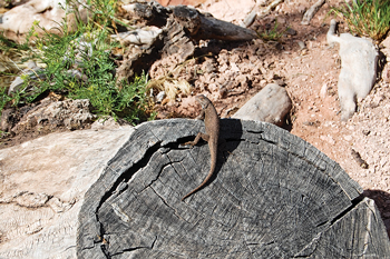 Fig. 6. Sand dune lizard. Image courtesy of the US National Parks Service.