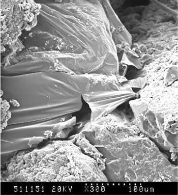 Fig. 2. A low-energy SEM image of a broad, undulating sheet-like lamella covering a number of pore entrances.10 Fig. 2. A low-energy SEM image of a broad, undulating sheet-like lamella covering a number of pore entrances.10