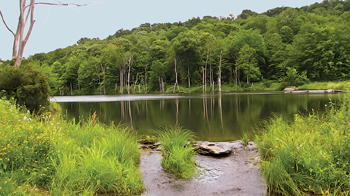 A large pond below a proposed Marcellus shale gas well pad that supports an abundant, diverse fish population.