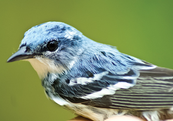 A Cerulean Warbler (a ridge top species) captured, tagged and released in a disturbed portion of the Wetzel Wildlife Management Area, Wetzel Co., WV. 
