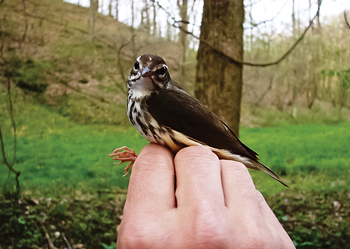 A Cerulean Warbler (a ridge top species) captured, tagged and released in a disturbed portion of the Wetzel Wildlife Management Area, Wetzel Co., WV. 